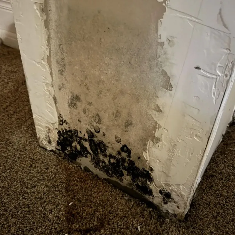 Professional Mold Removal in Tyrone, GA